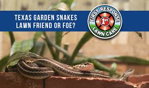 Hd00:15an eastern garter snake (thamnophis sirtalis sirtalis) hunts for prey among fallen leaves. Lawn Pests Archives First Response Lawn Care