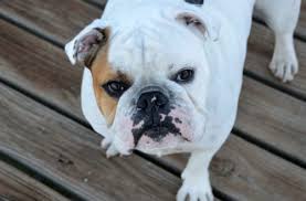 Old english bulldogs and french bulldogs do not shed a lot, however please note that like all dogs they do shed, and yes they both get along american bulldogs shed consistently and a lot. Are English Bulldogs Hypoallergenic Canna Pet