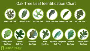 oak tree leaf identification chart with