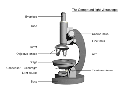 The Microscope Lesson 0362 Tqa Explorer