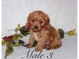 Find cavapoo puppies for sale with pictures from reputable cavapoo breeders. Puppyfinder Com Cavapoo Puppies Puppies For Sale And Cavapoo Dogs For Adoption Near Me In Belding Michigan Usa Page 1 Displays 10