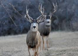 Image result for elk or mule deer in Boise River Wildlife Management Area