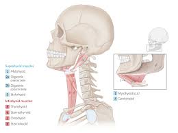 Smaller bone of the forearm. Overview Of The Head And Neck Region Amboss