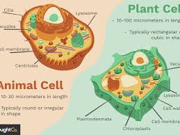 Animal cells have a variety of different organelles that work together to allow the cell to perform its functions. Differences Between Plant And Animal Cells