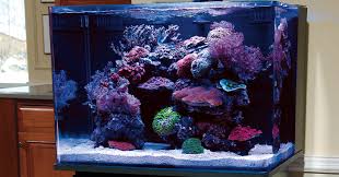 Touch device users can explore by touch or with swipe. Aquascaping Nano Reef Aquariums