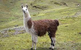 how to say llama in spanish what is