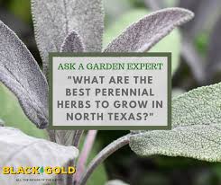 best perennial herbs for zone 7 gardens
