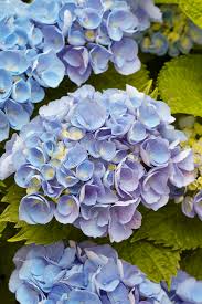 Maybe you would like to learn more about one of these? Hydrangea Flower Tricks Better Homes Gardens