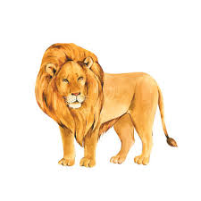 watercolor lion s iluustration