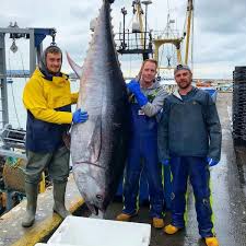 The tribe consists of five genera and 15 species, most of which fall. Fishing For Bluefin Tuna Hailed As Future For Torbay S Covid Hit Economy Business Live