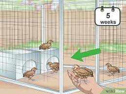 How To Care For Quail With