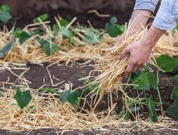 mulch with straw in your vegetable garden