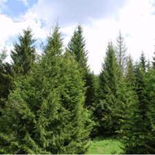 pa lawn with 1 of these 5 evergreens