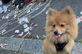 Disgust as dog almost eats bloodied tampon dumped in Hove | The Argus