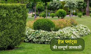 All About Hedge Plants In Hindi