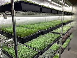 فروش سینی کاشت سبزیجات میکروگرین | شرکت نوین جوانه