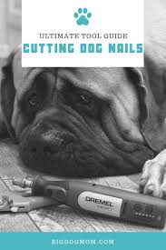 best tools for large dogs black nails