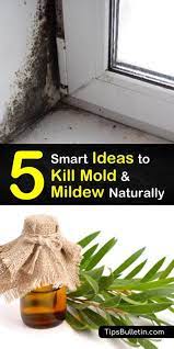 ways to kill mold