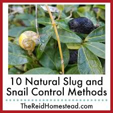 10 natural slug and snail control
