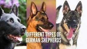 Image result for German Shepherd Puppies meaning