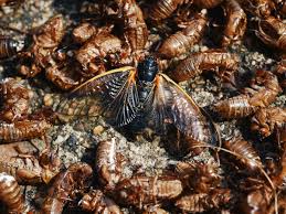 They are in the suborder auchenorrhyncha. Brood X Cicadas Are Here We Got Up Close So You Don T Have To Wired