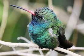 Hummingbird Identification List