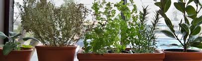 Indoor Herb Gardening Portland Nursery