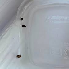 identifying small brownish black bugs