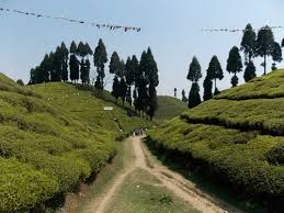 darjeeling tea garden stays tea tourism