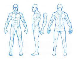 Full body sketch reference human anatomy male sketch 183 gl stock images. Male Anatomy Orthographics Figure Drawing Human Figure Drawing Human Anatomy Drawing
