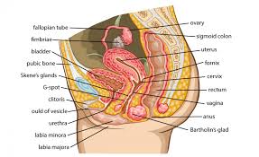The group of organs, cells, and hormones working together from the formation of female gamete, ova, to the parturition is the female reproductive system. Female Reproductive System Healthinfi