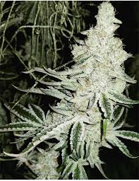 Rumored to be og kush x f1(undisclosed strain by original breeders) x durban poison. Cookies And Cream Weed Strain Effects Reviews Leafly