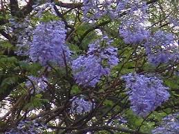 Flowering Trees Purple Flowering Tree