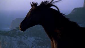 See more ideas about black stallion, stallion, black stallion movie. The Black Stallion Reviews Metacritic