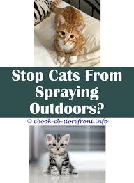 Our spray mimics a mother's natural nursing pheromones, which helps to got this stuff so my cat would not urinate on the new rug to mark it. 14 Unbelievable How To Stop Cat Spraying After Neutering Admirable