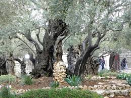 why is the garden of gethsemane