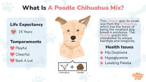 poodle chihuahua mix your complete