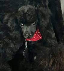 toy poodles in east texas