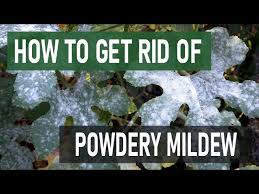 how to get rid of powdery mildew 4