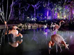 garden of lights at flamingo gardens