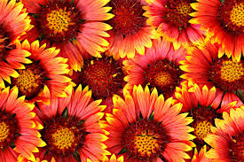 flowers background royalty free stock photo