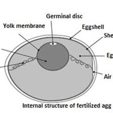 Easter bunny paper label easter egg, pascoa, holidays, label png. Structure Of Fertilized Egg Download Scientific Diagram