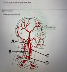Oxygenated blood is carried directly into the vessel labeled e by the. Solved Identify The Vessel Labeled A A B G D E Veins Chegg Com