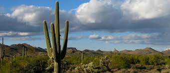 These saguaro cactus facts will show you just how unique this cactus is. Sharpen Your Saguaro Smarts With 10 Cactus Facts The Trust For Public Land