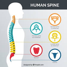 Spine Vectors Photos And Psd Files Free Download