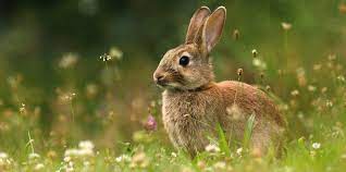 rabbit symbolism spiritual meanings