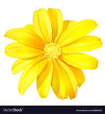 beautiful yellow flower royalty free