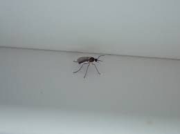 watch for fungus gnats in the house and