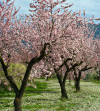 It's consumed in many forms, including as a ground spice, caramelised, pickled, infused into tea or baked into cakes and biscuits. Adding Flowering Ornamental Trees To Your Landscape