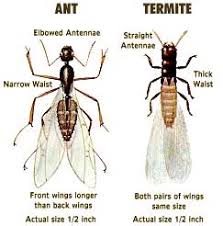 Identify Termites Identify Subterranean And Drywood Termites